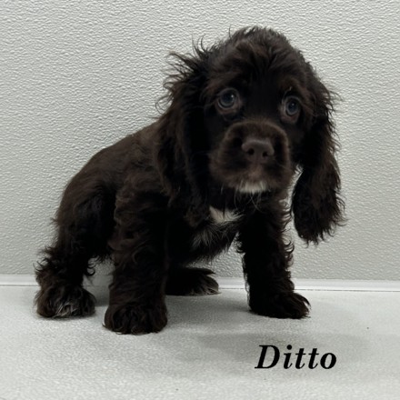 puppy, for, sale, Cocker Spaniel, Joe & Cherri  Overlease, dog, breeder, Miller, MO, dog-breeder, puppy-for-sale, forsale, nearby, find, puppyfind, locator, puppylocator, aca